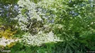 Lägenhet att hyra, Askim-Frölunda-Högsbo, Nergårdsvägen<span class="blurred street-number" onclick="ProcessAdRequest(3852271)"><span class="hint">Se väg-nr</span>[xxxxxxxx]</span><span class="hglt"> (endast byte)</span>