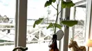 Hus att hyra, Nacka, Saltsjö-Boo, Toppvägen<span class="blurred street-number" onclick="ProcessAdRequest(3510812)"><span class="hint">Se väg-nr</span>[xxxxxxxx]</span>